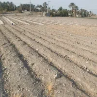 زمین کشاورزی|فروش دفتر صنعتی، کشاورزی، تجاری|جیرفت, |دیوار