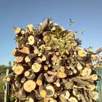 خریدانواع صنوبر بید چوب میوه خرید بادریز|خدمات باغبانی و درختکاری|اهر, |دیوار