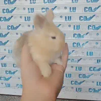 خرگوش لوپ|موش و خرگوش|رشت, جانبازان|دیوار