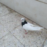 طوقی سیاه ماده