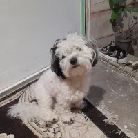 سگ پاکوتا