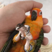 طوطی خورشیدی  سان کانوز|پرنده|قم, زینبیه|دیوار