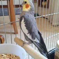یک عدد عروس هلندی نر