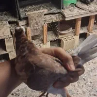 کبوتر