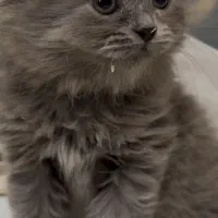 بچه گربه|گربه|تهران, شهرآرا|دیوار