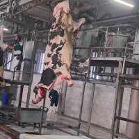 خریدوفروش گاو.گوساله.تلیسه.سالم وافتاده