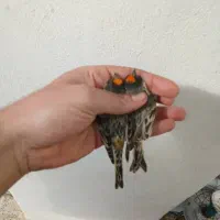 گلبسر نر|پرنده|فسا, |دیوار