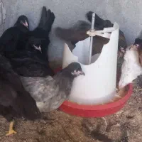 اا تا نیمچه مرغ رسمی قلم سیاه