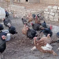 بوقلمون محلی ارگانیک|حیوانات مزرعه|شیروان (خراسان), |دیوار