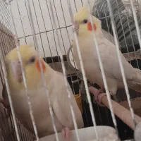 جفت عروس لوتینو مولد همراه ۳ عدد تخم|پرنده|لار, |دیوار