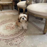 واگذاری سگ شیتزو ۱۰ ماهه|سگ|سهند, |دیوار