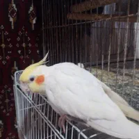 عروس هلندی رام رام لوتونیو