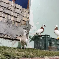 طوقی|پرنده|اهواز, کوی مندلی(سه راه خرمشهر)|دیوار