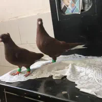 جفت سرخ دم‌سفید