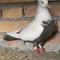 کبوتر رنگی|پرنده|سوسنگرد, |دیوار