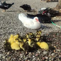 جوجه اردک اسراییلی