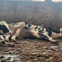 کارگر گاوداری نیازمندیم