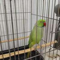 طوطی ملنگوی نر|پرنده|رشت, جماران|دیوار