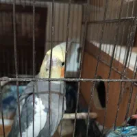 عروس هلندی نر هندیجان