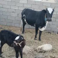 گاو فروشی برای مالداری|حیوانات مزرعه|هیدوچ, |دیوار