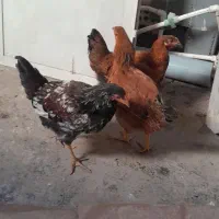 جوجه مرغ خروس تاقچه|حیوانات مزرعه|مشهد, حضرت حجت|دیوار