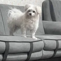 تدی سگ پاکوتاه ناز|سگ|شیروان (خراسان), |دیوار