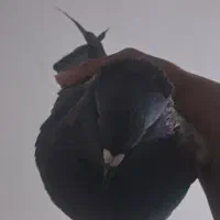 ۱عدد نر کوهی