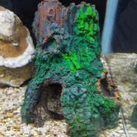 آکواریوم|ماهی|میانه, |دیوار