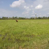 فروش-شالیزار-به-مساحت-12هزار-مترمربع