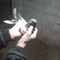 پنج عدد کبوتر|پرنده|گرمی, |دیوار