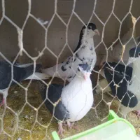 ساده خال افشون