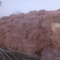 تعدادی علوفه قاطی با یونجه