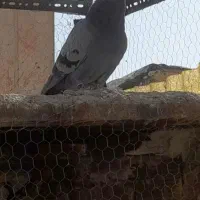 یک جفت کبوتر کلکسیونی|پرنده|اصفهان, جاوان|دیوار