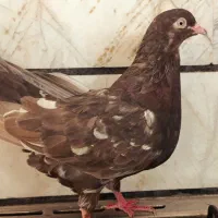 کله ای شتری و 3/4 خونگی