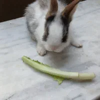 خرگوش|موش و خرگوش|کرمانشاه, |دیوار