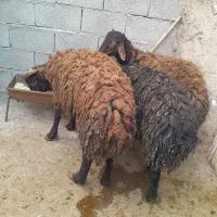 ۳عدد گوسفند نر (ارگح توغلی)
