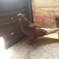 کفتر دم سفیدعطیقه