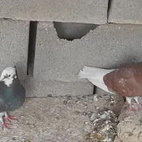 دوجفت کبوتر با تخم و جوجه