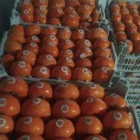 خرید وفروش خرمالو