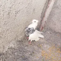 یک جفت کبوتر طوقی اصل تمیز اماده تخم گذاری|پرنده|یاسوج, |دیوار