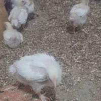 جوجه ماشینی ۳۰روزه معاوضه میکنم بالاری