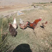 مرغ|حیوانات مزرعه|بیرانوند, |دیوار