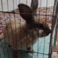 خرگوش