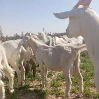 بز سانن|حیوانات مزرعه|جرقویه, |دیوار