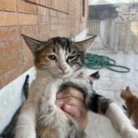 گربه|گربه|تفت, |دیوار