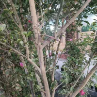 نیازمند یک نفر نیرو کار