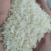 برنج کامفیروزی|خوردنی و آشامیدنی|بانش, |دیوار