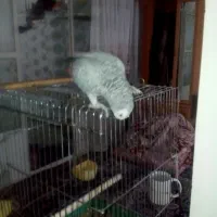 کاسکو سخنگو|پرنده|ری, سیزده آبان|دیوار