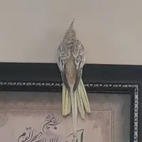 پرنده