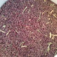 لوبیا قرمز|خوردنی و آشامیدنی|شیراز, گلشن|دیوار